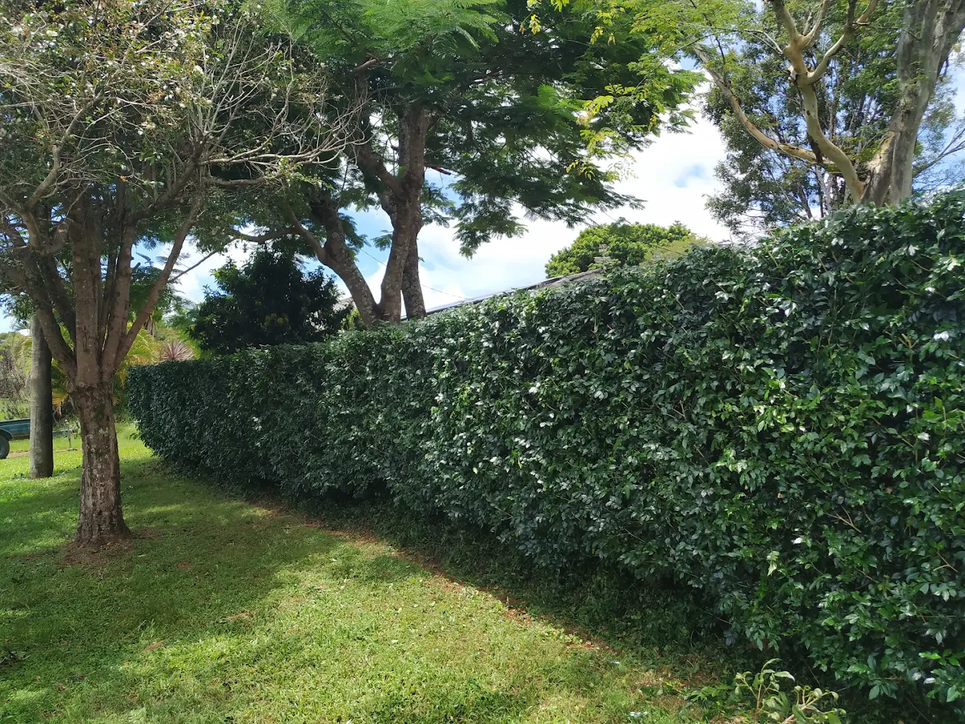 Specialist trimming hedges and trees